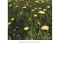 20-taraxacum-officinale