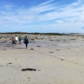 Peche aux coques