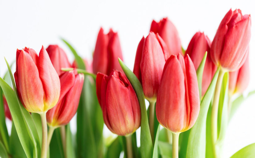 Premières tulipes