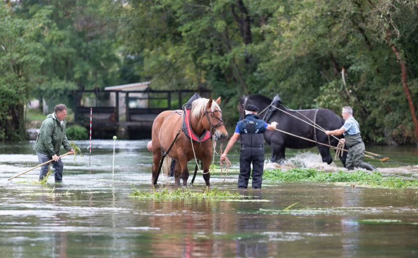 Des chevaux ratissent La Touvre