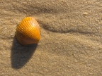 Coquillage