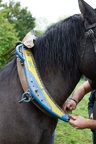 Des chevaux ratissent la Touvre